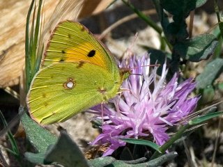 Clouded Yellow (Colias croceus)