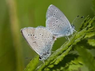 Small Blue (Cupido minimus)