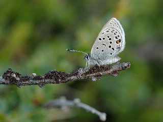 Cranberry Blue (Plebejus optilete)