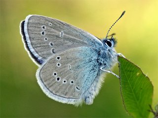 Mazarine Blue (Cyaniris semiargus)