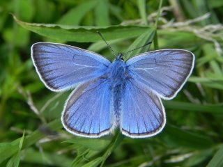 Amanda's Blue (Polyommatus amandus)