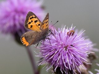 Small Copper (Lycaena phlaeas)