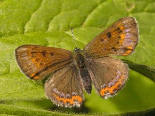 Violet Copper (Lycaena helle)