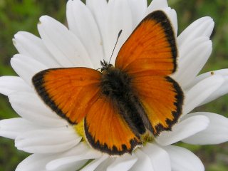 Scarce Copper (Lycaena virgaureae)