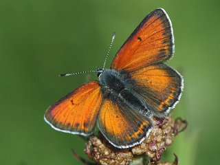 Purple-edged Copper (Lycaena hippothoe)