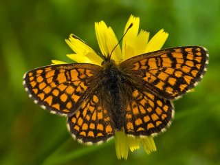 Heath Fritillary (Melitaea athalia)