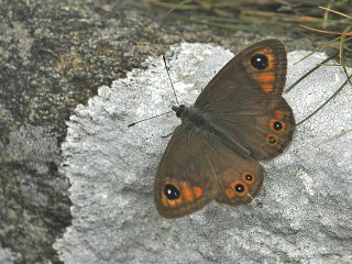 Large Wall Brown (Lasiommata maera)