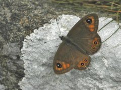 Large Wall Brown (Lasiommata maera)
