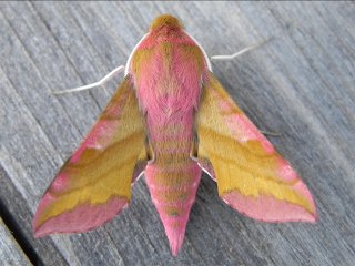 Small Elephant Hawk-moth (Deilephila porcellus)