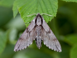 Pine Hawk-moth (Sphinx pinastri)