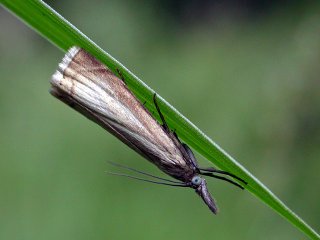 Garden Grass-veneer (Chrysoteuchia culmella)