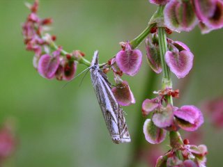 Hook-streaked Grass-Veneer (Crambus lathoniellus)