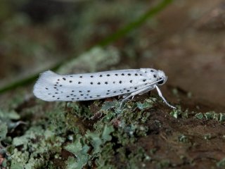 Bird-cherry Ermine (Yponomeuta evonymella)