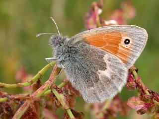 Small Heath (Coenonympha pamphilus)