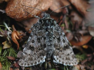 Broad-bordered White Underwing (Anarta melanopa)