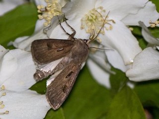 Heart and Dart (Agrotis exclamationis)