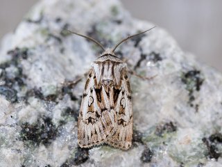 Fjelljordfly (Agrotis fatidica)