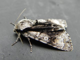 Alder Moth (Acronicta alni)