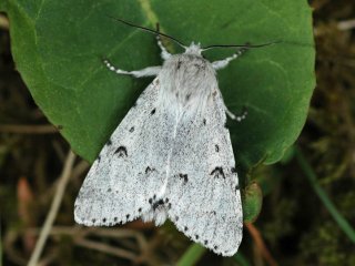 The Miller (Acronicta leporina)