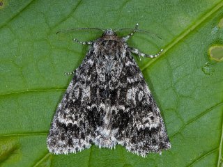 Poplar Grey (Acronicta megacephala)