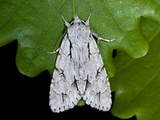 Grey Dagger (Acronicta psi)