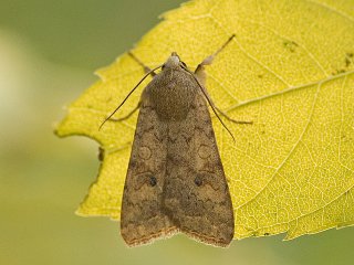 The Brick (Agrochola circellaris)