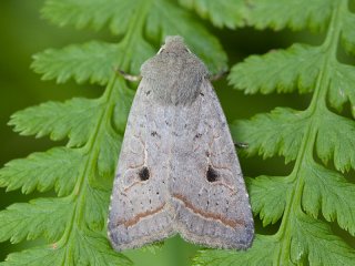 Red-line Quaker (Agrochola lota)