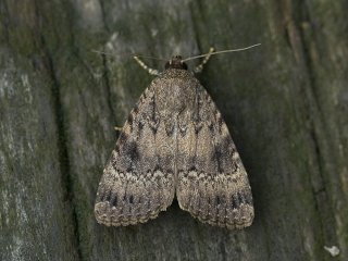 Copper Underwing (Amphipyra pyramidea)