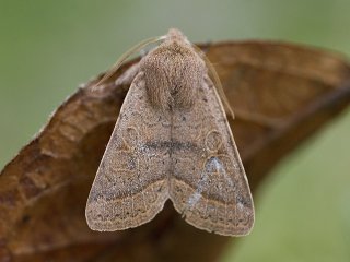 Common Quaker (Orthosia cerasi)