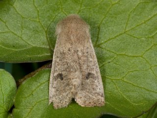 Small Quaker (Orthosia cruda)