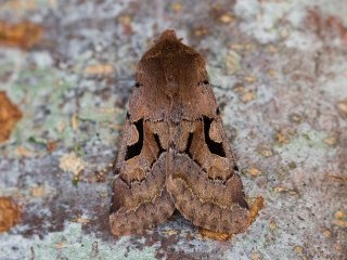 Hebrew Character (Orthosia gothica)