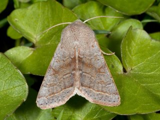 Northern Drab (Orthosia opima)