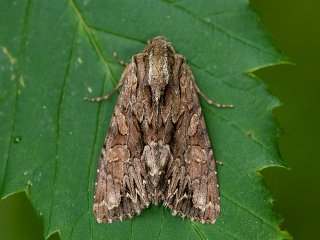 Dark Arches (Apamea monoglypha)