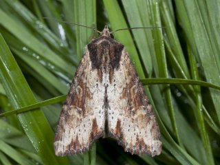 Clouded-bordered Brindle (Apamea crenata)