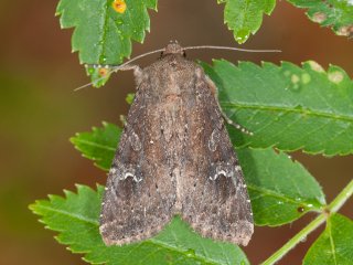 Scarce Brindle (Apamea lateritia)