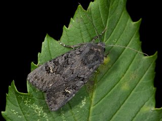 Black Rustic (Aporophyla nigra)