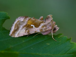 Plain Golden Y (Autographa jota)