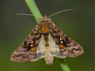 Beautiful Golden Y (Autographa pulchrina)