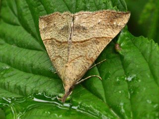 Snout (Hypena proboscidalis)