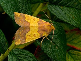 Barred Sallow (Xanthia aurago)