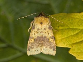 Pink-barred Sallow (Xanthia togata)