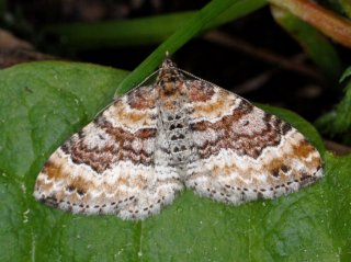 Red Twin-spot Carpet (Xanthorhoe spadicearia)