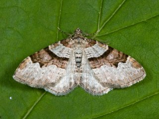 Flame Carpet (Xanthorhoe designata)