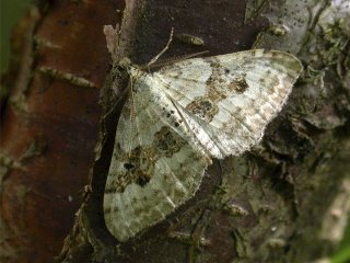 Silver-ground Carpet (Xanthorhoe montanata)