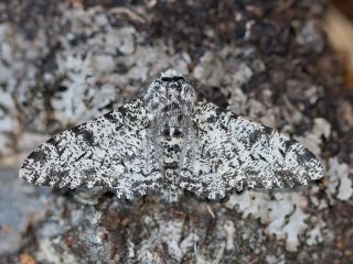 Peppered Moth (Biston betularia)