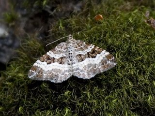 Common Carpet (Epirrhoe alternata)