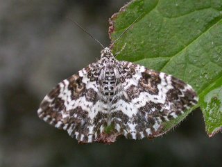 Small Argent and Sable (Epirrhoe tristata)