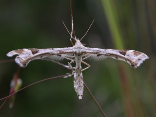 Triangle Plume (Platyptilia gonodactyla)