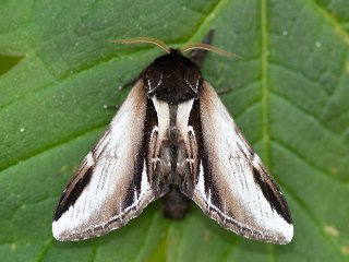 Lesser Swallow Prominent (Pheosia gnoma)