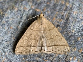 The Fan-foot (Herminia tarsipennalis)